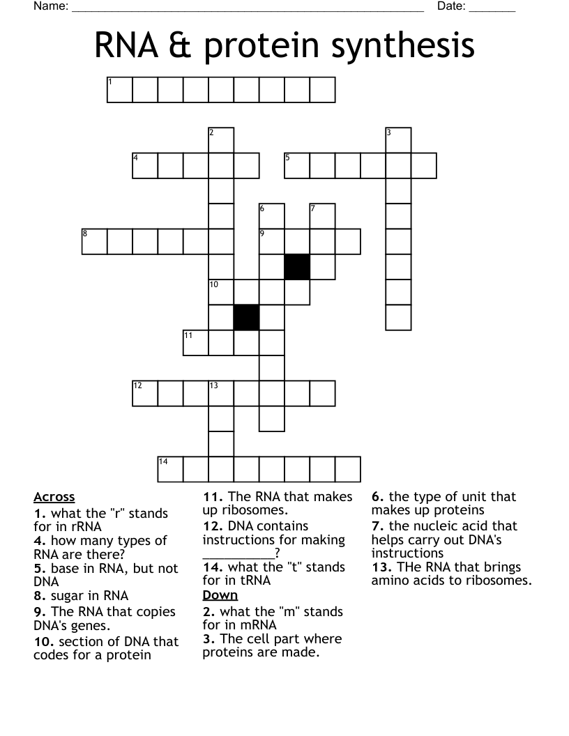 RNA & protein synthesis Crossword