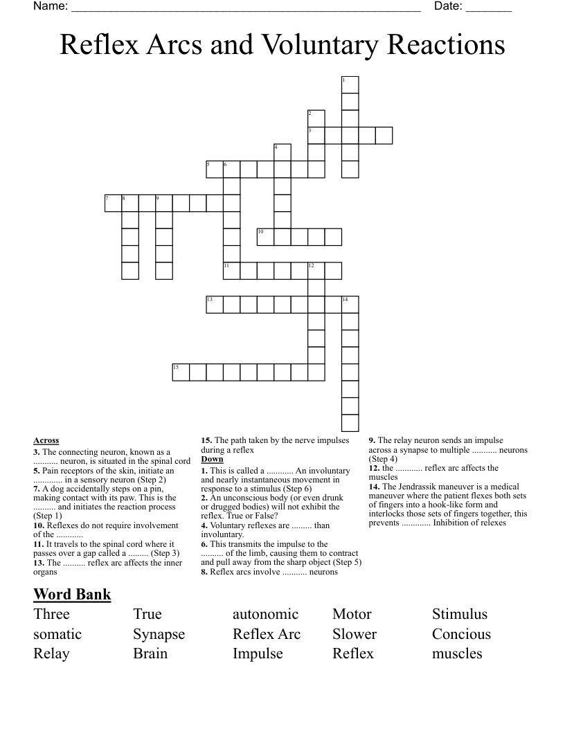 Reflex Arcs and Voluntary Reactions Crossword