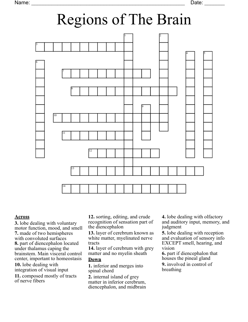 Regions of The Brain  Crossword