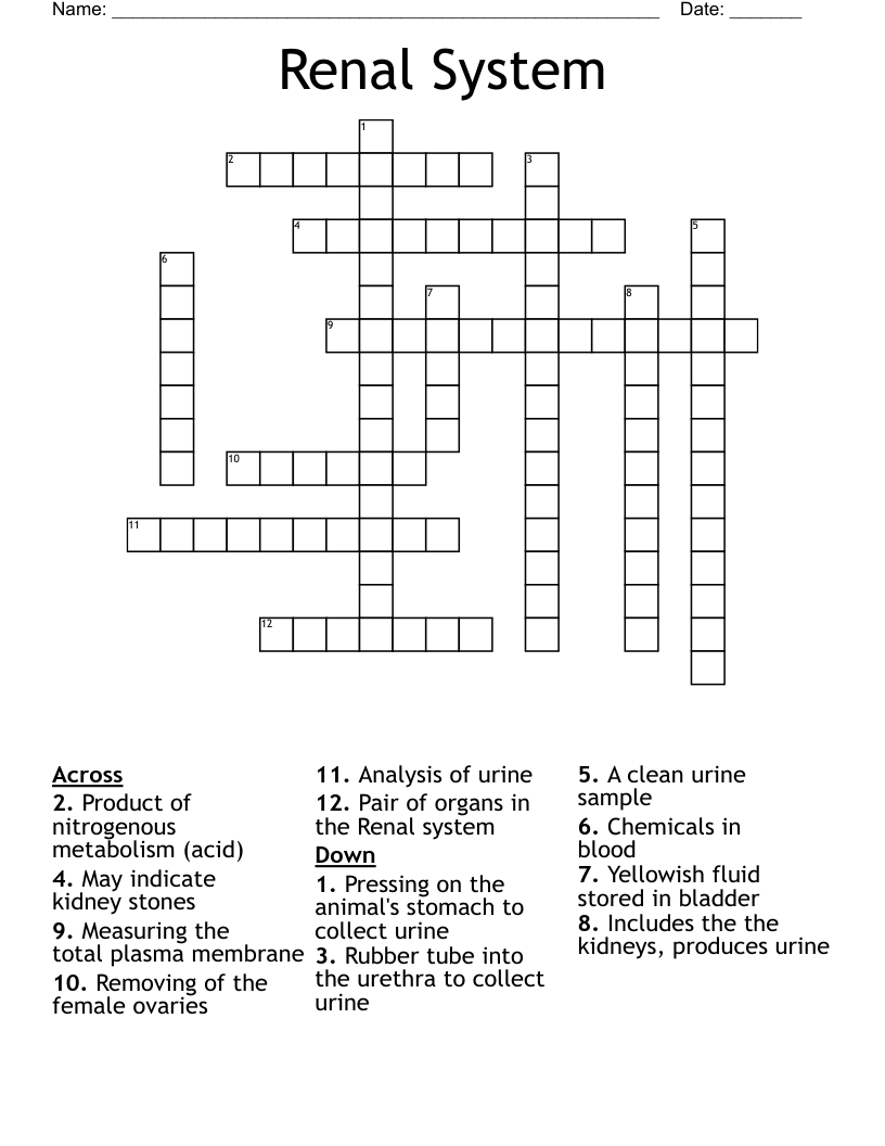 Renal System Crossword