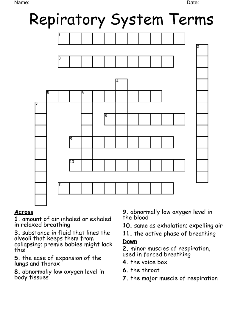 Repiratory System Terms Crossword