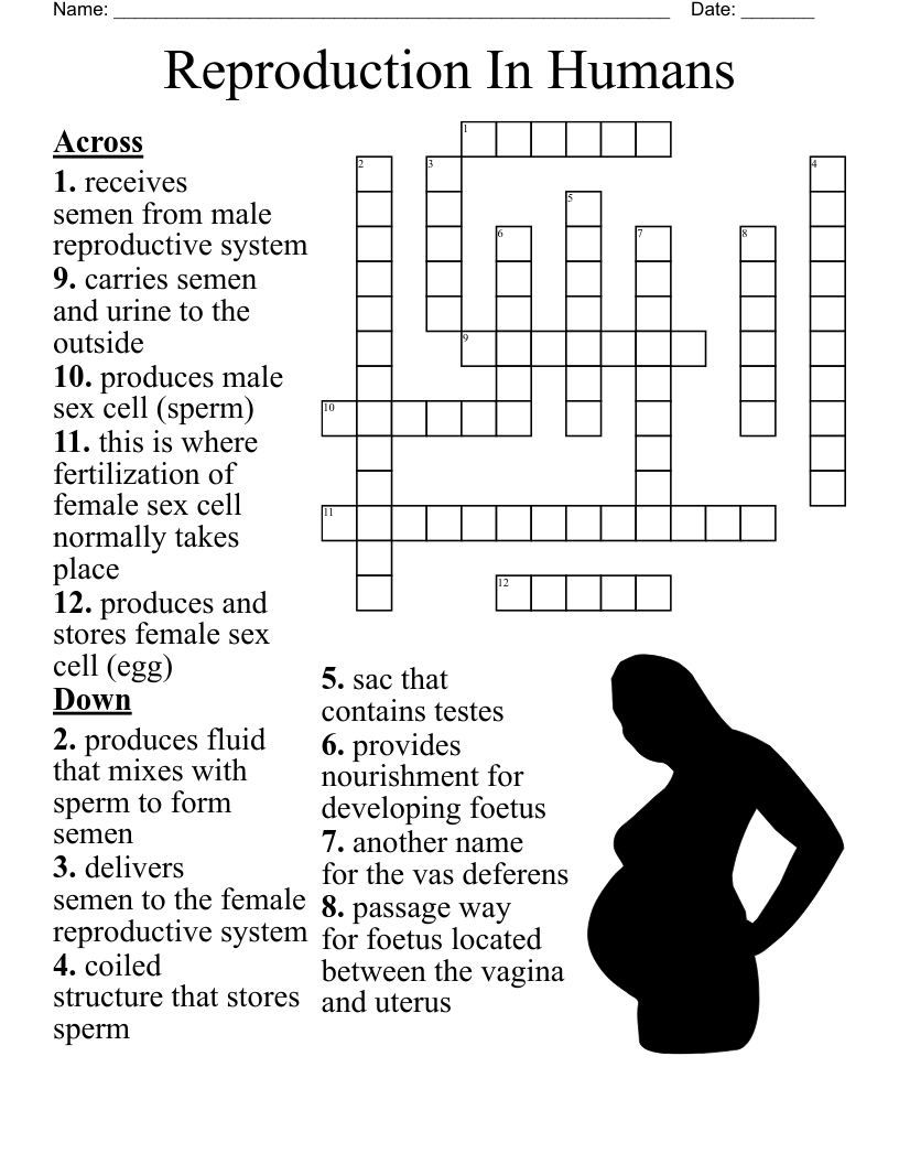 Reproduction In Humans Crossword