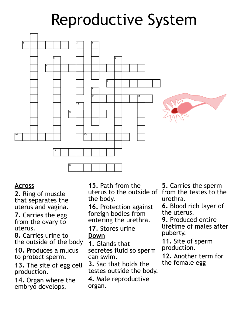 Reproductive System Crossword