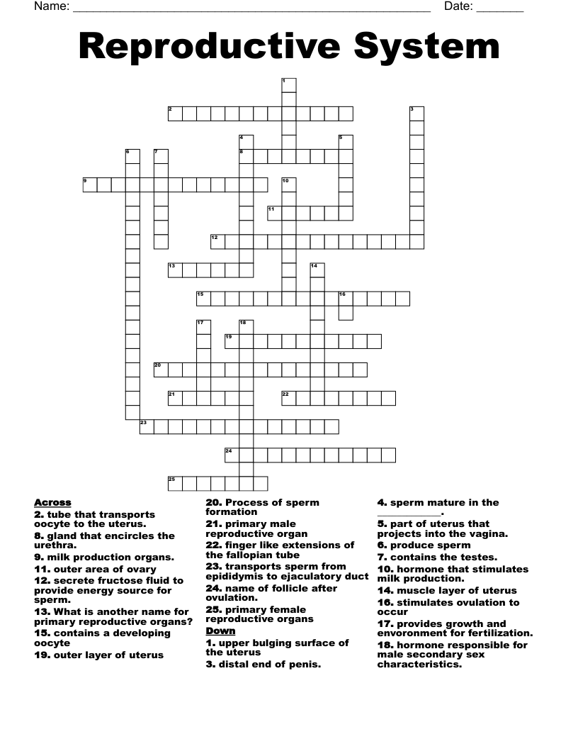 Reproductive System  Crossword