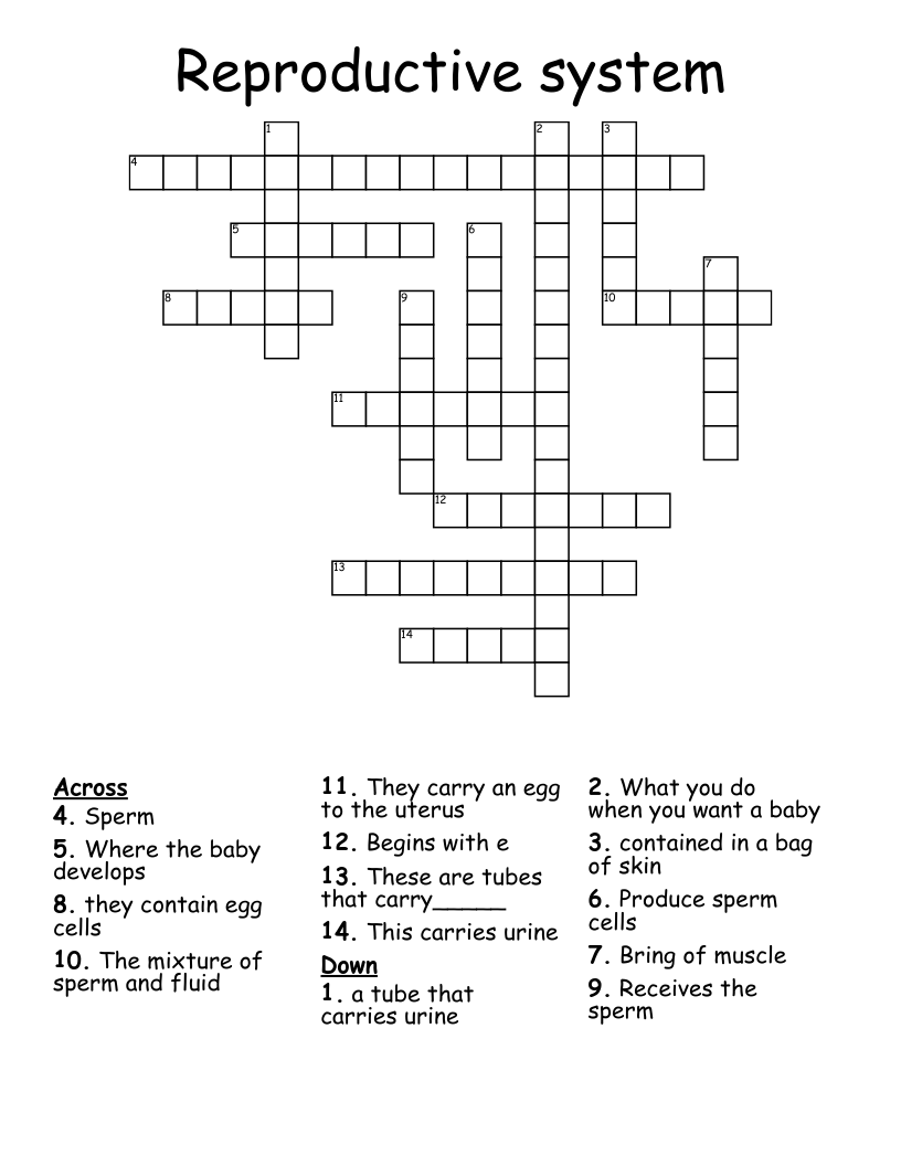 Reproductive system Crossword