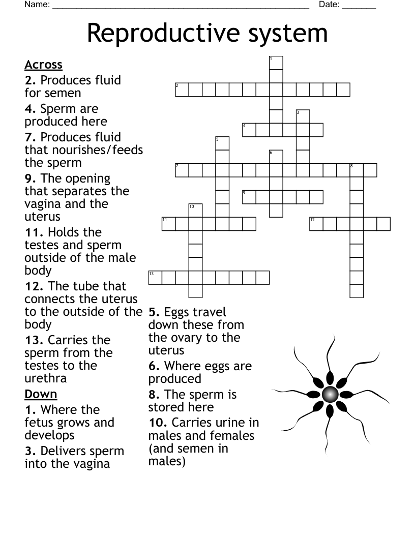 Reproductive system Crossword