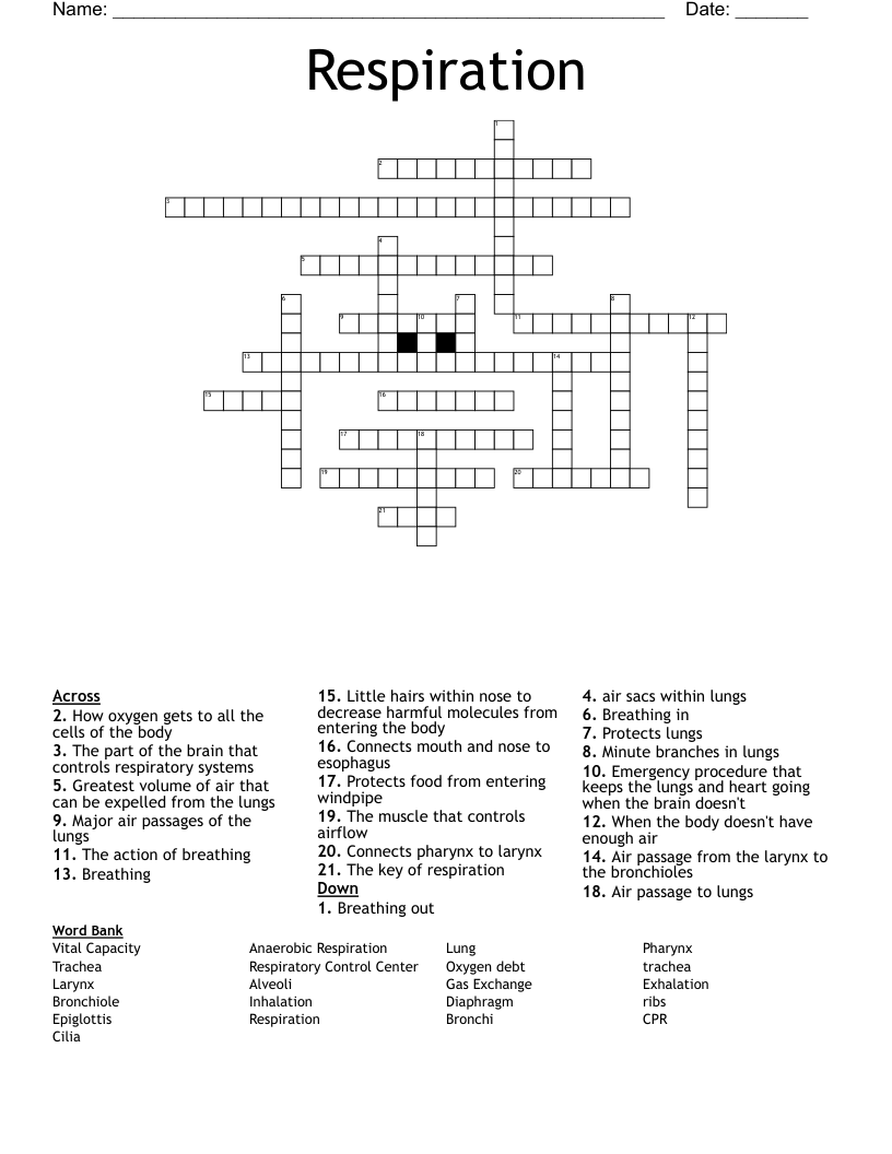 Respiration Crossword