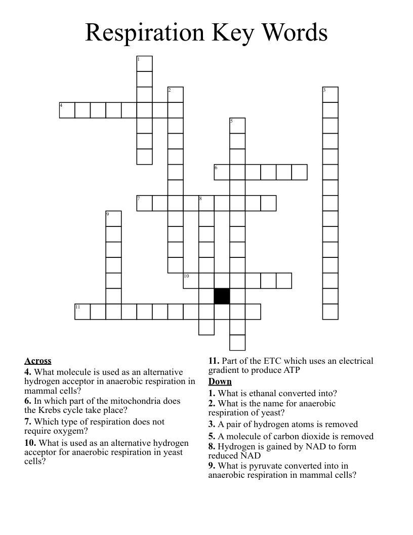 Respiration Key Words Crossword