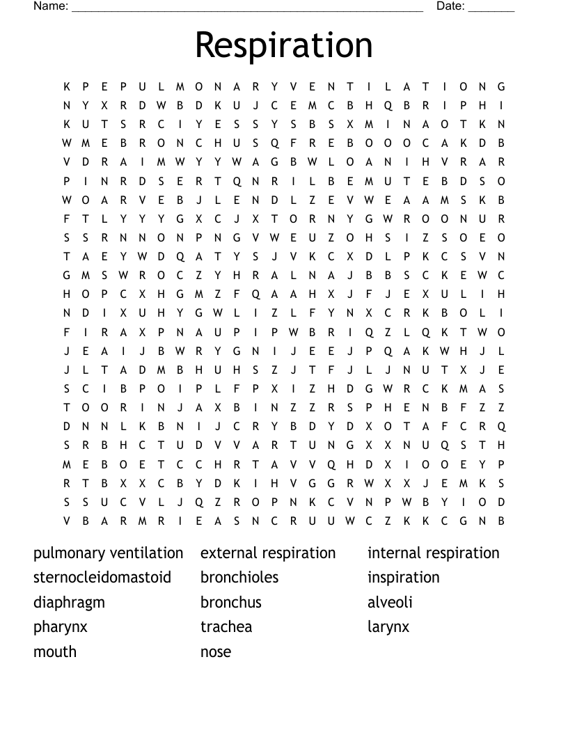 Respiration  Word Search