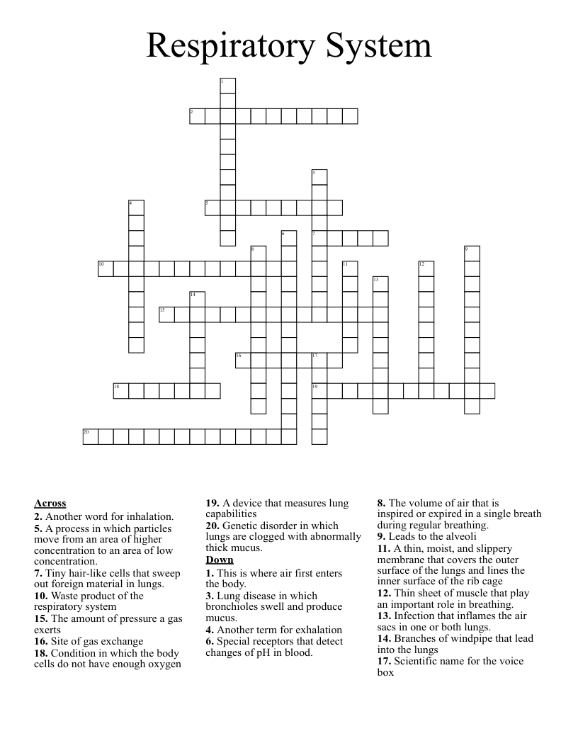Respiratory System Crossword