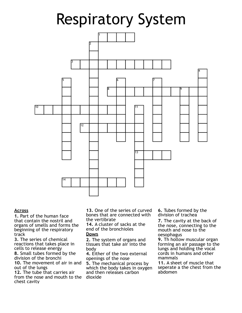 Respiratory System Crossword