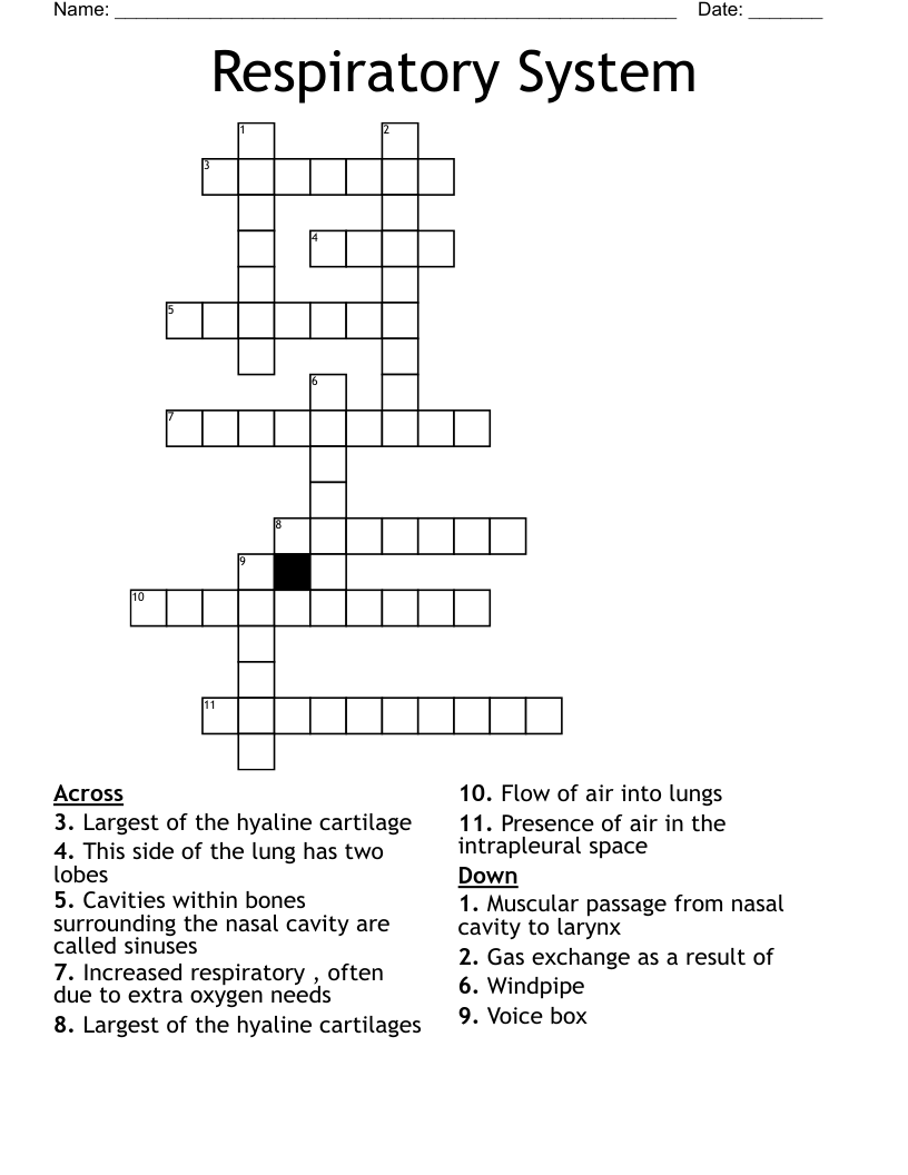 Respiratory System Crossword