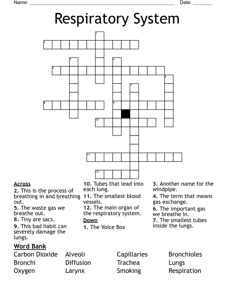 Respiratory System Crossword