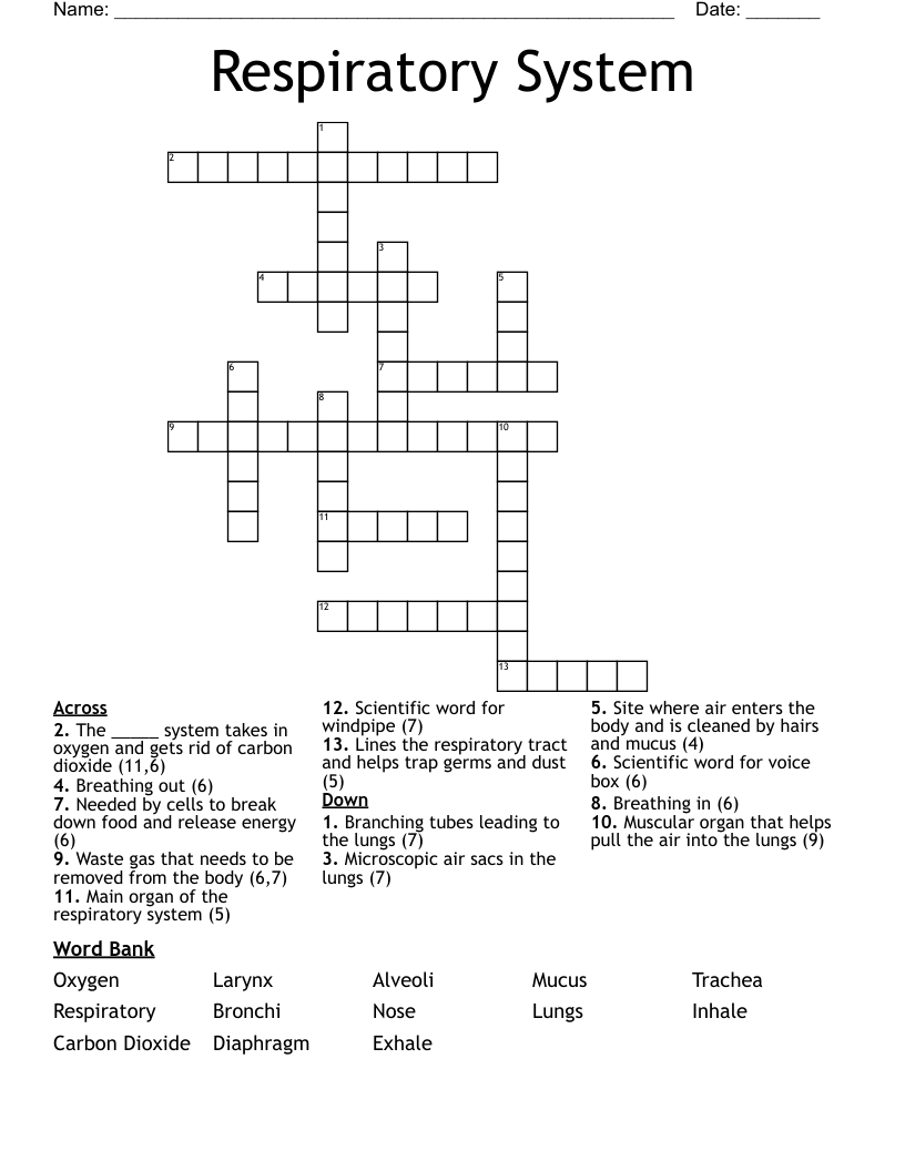 Respiratory System Crossword