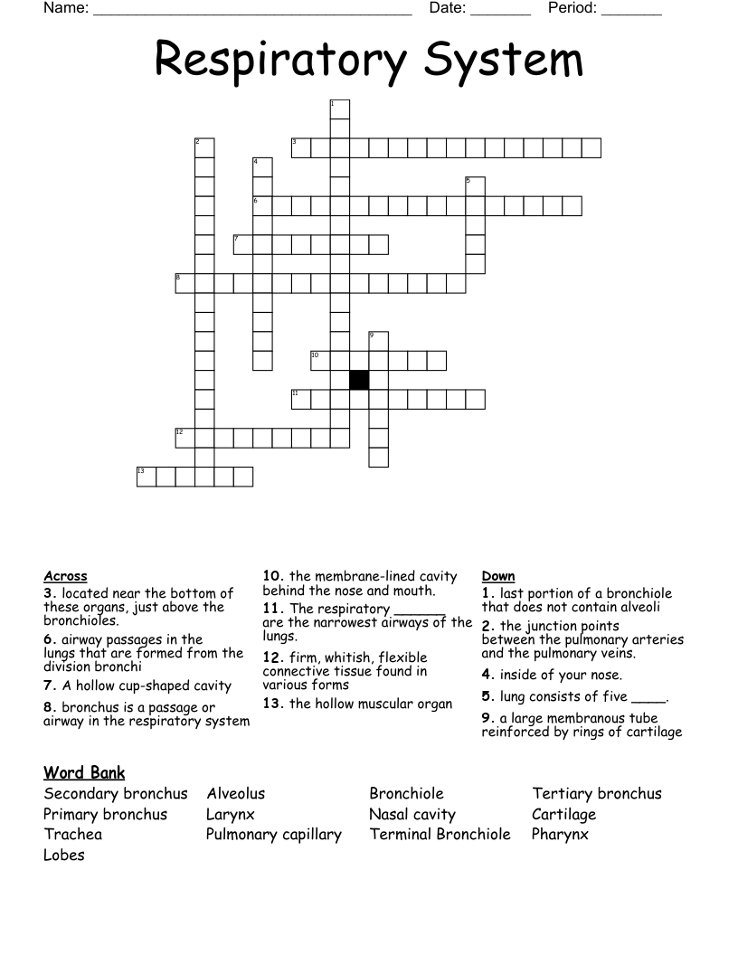 Respiratory System Crossword