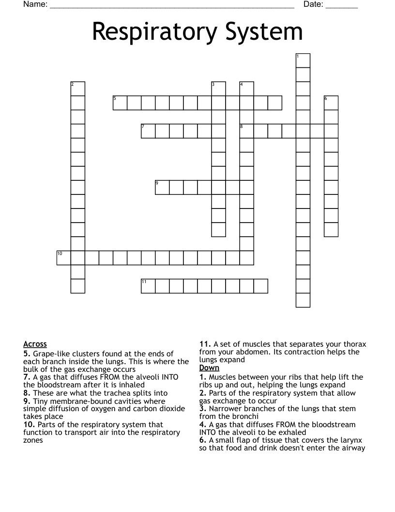 Respiratory System Crossword