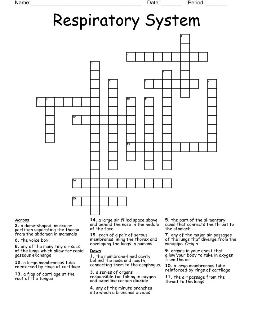 Respiratory System Crossword