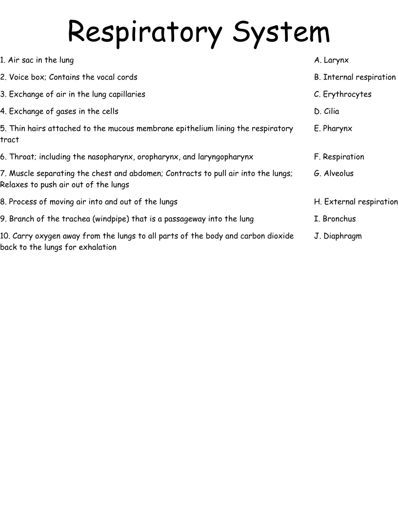 Respiratory System Worksheet
