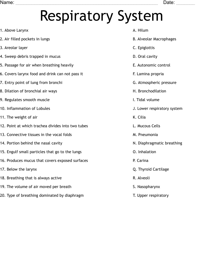 Respiratory System Worksheet
