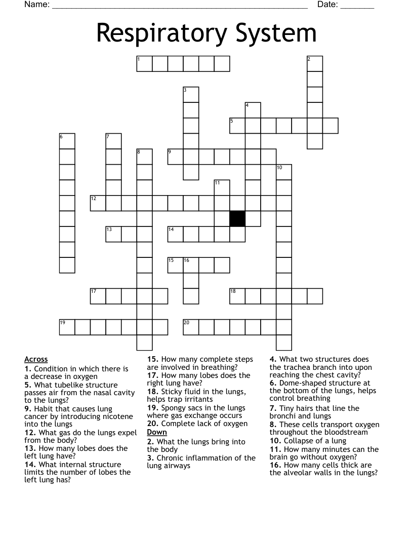 Respiratory System Crossword