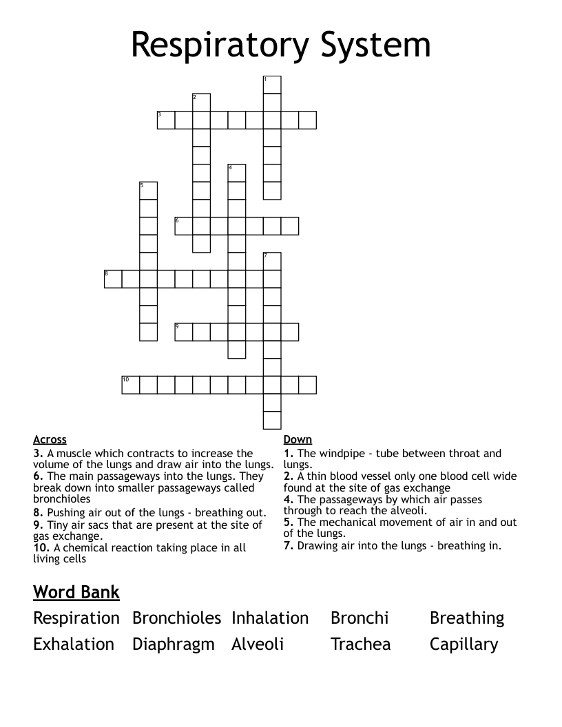 Respiratory System Crossword