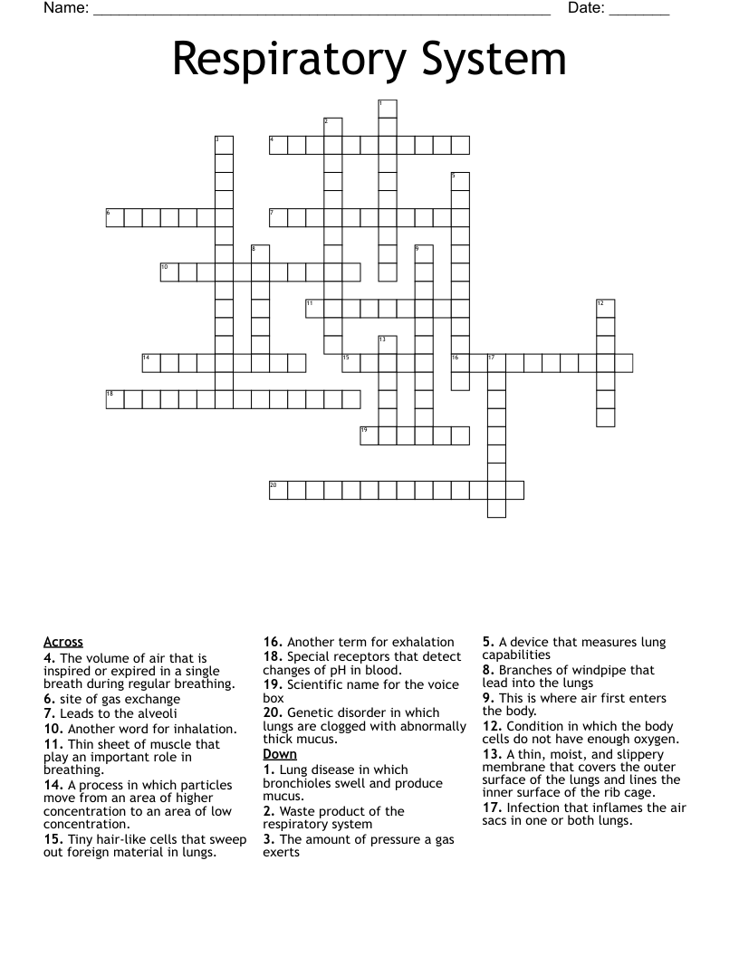 Respiratory System Crossword