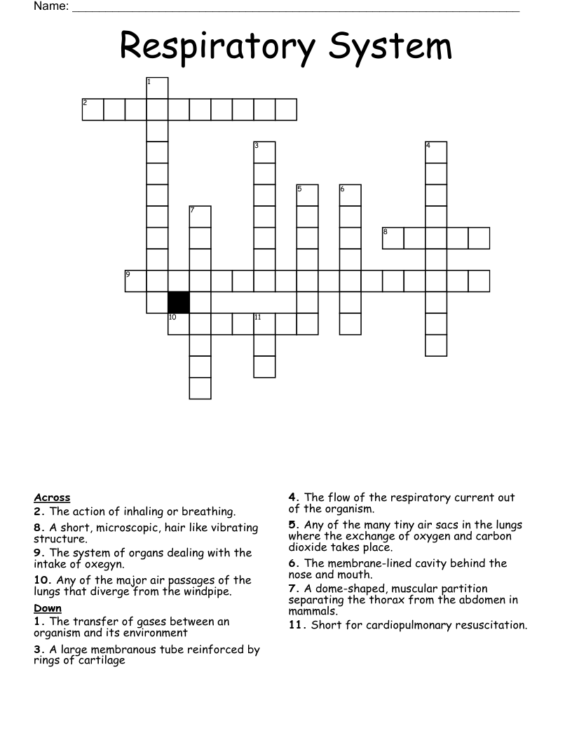 Respiratory System Crossword