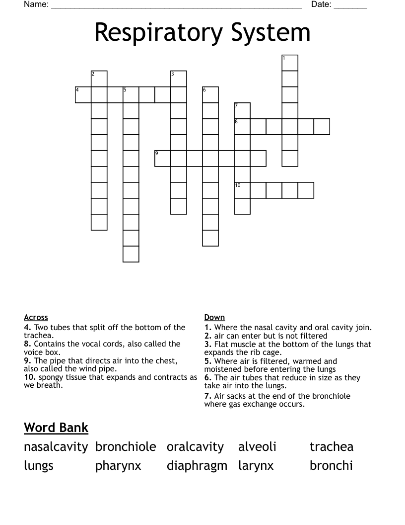 Respiratory System Crossword
