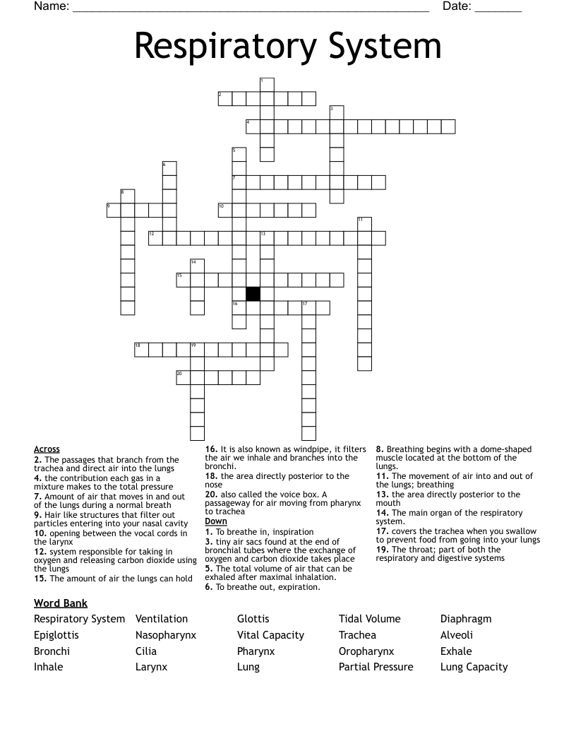 Respiratory System Crossword
