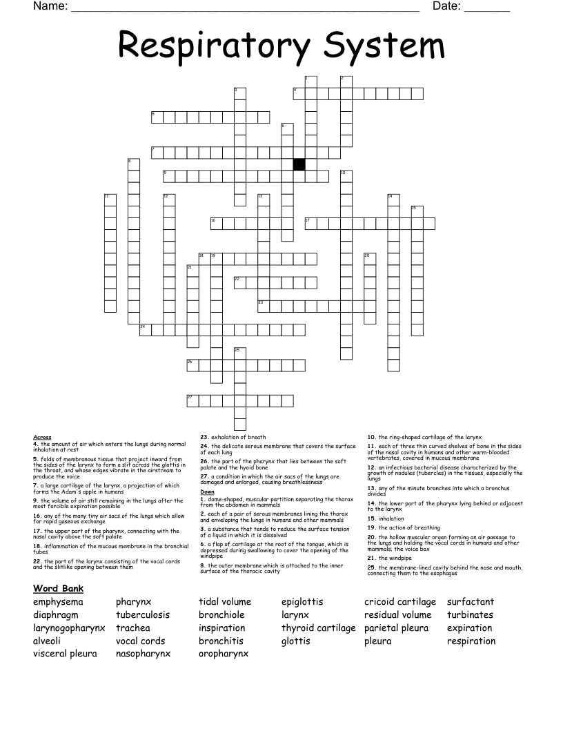 Respiratory System Crossword
