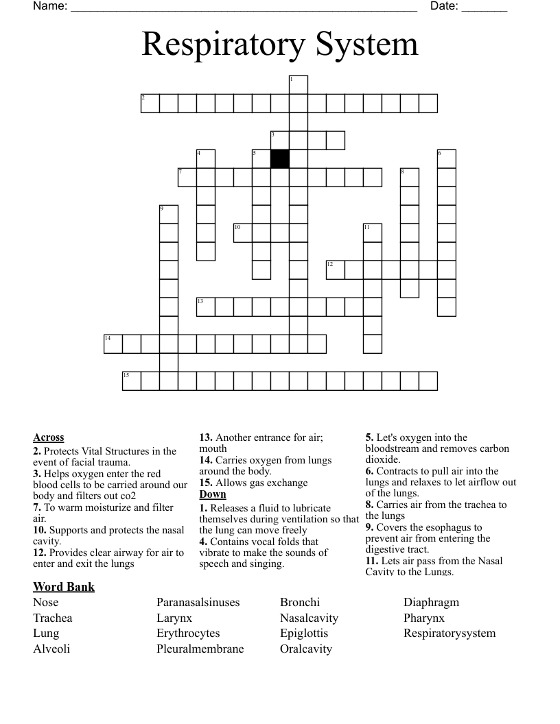 Respiratory System Crossword