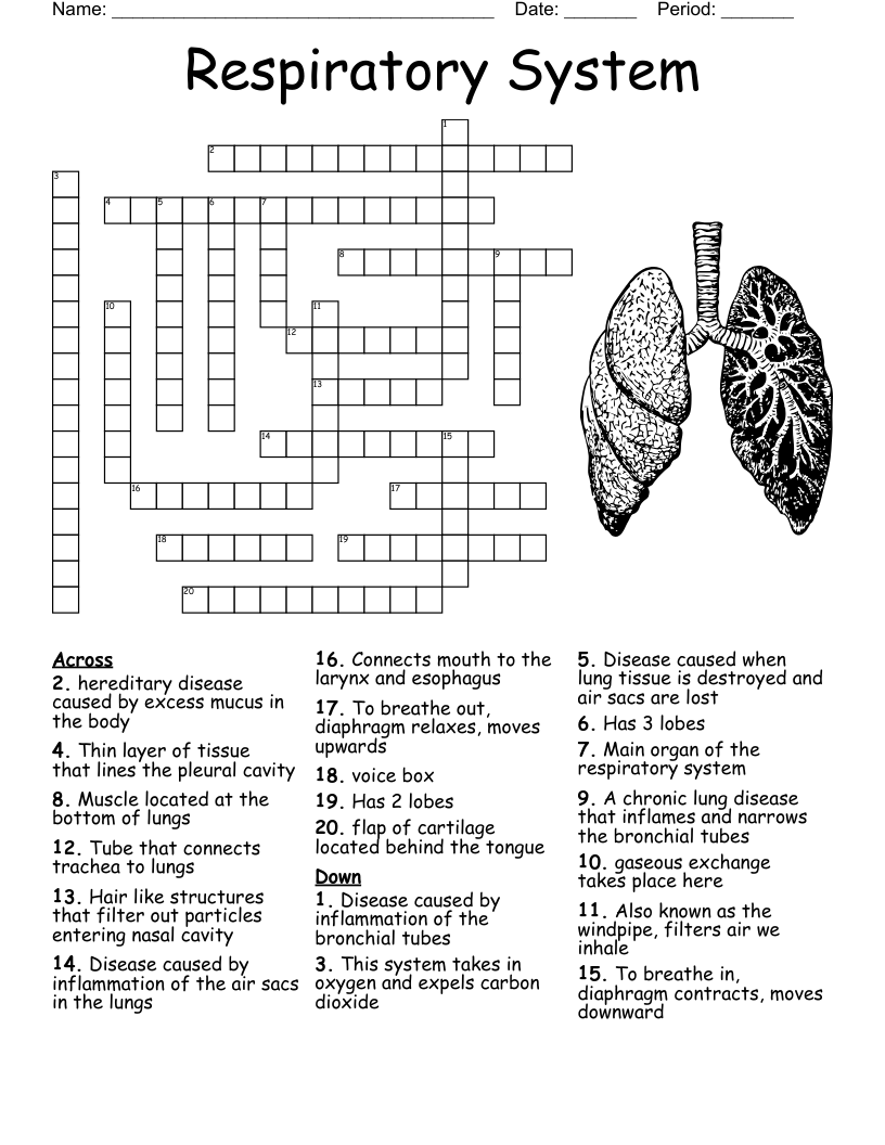 Respiratory System Crossword