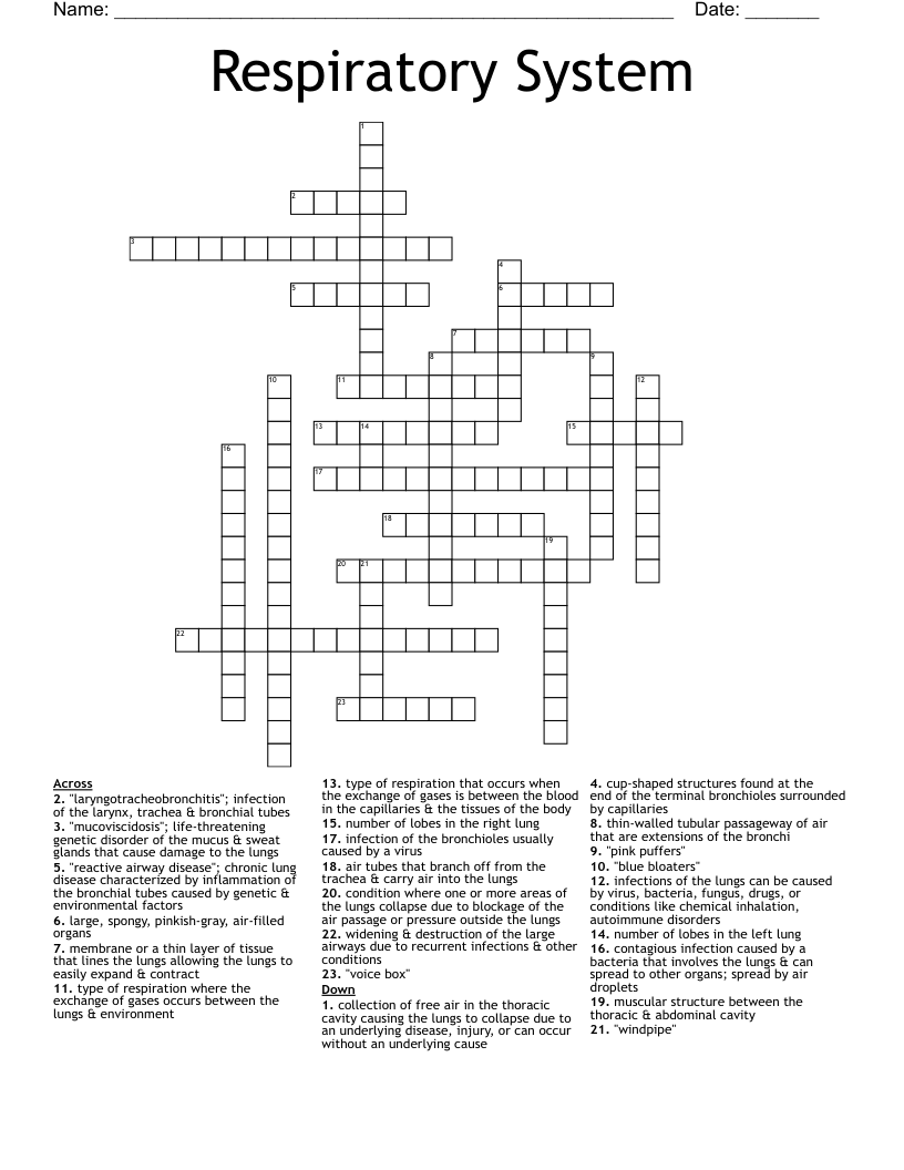 Respiratory System Crossword