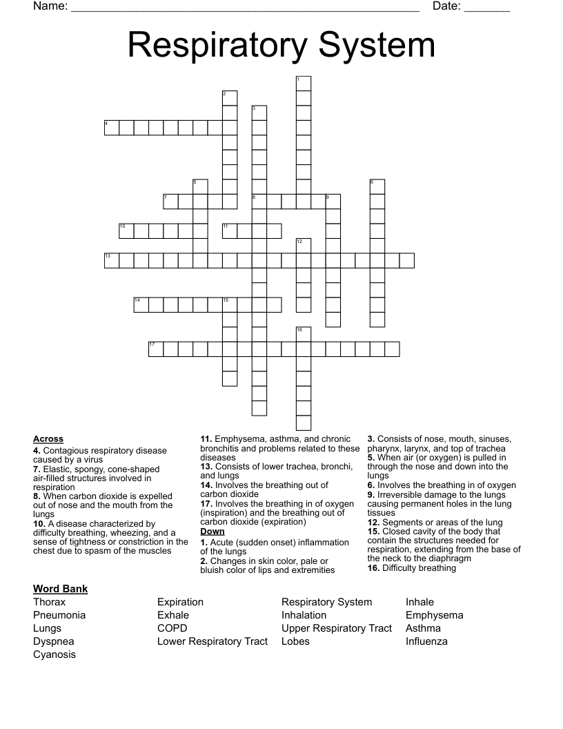 Respiratory System Crossword