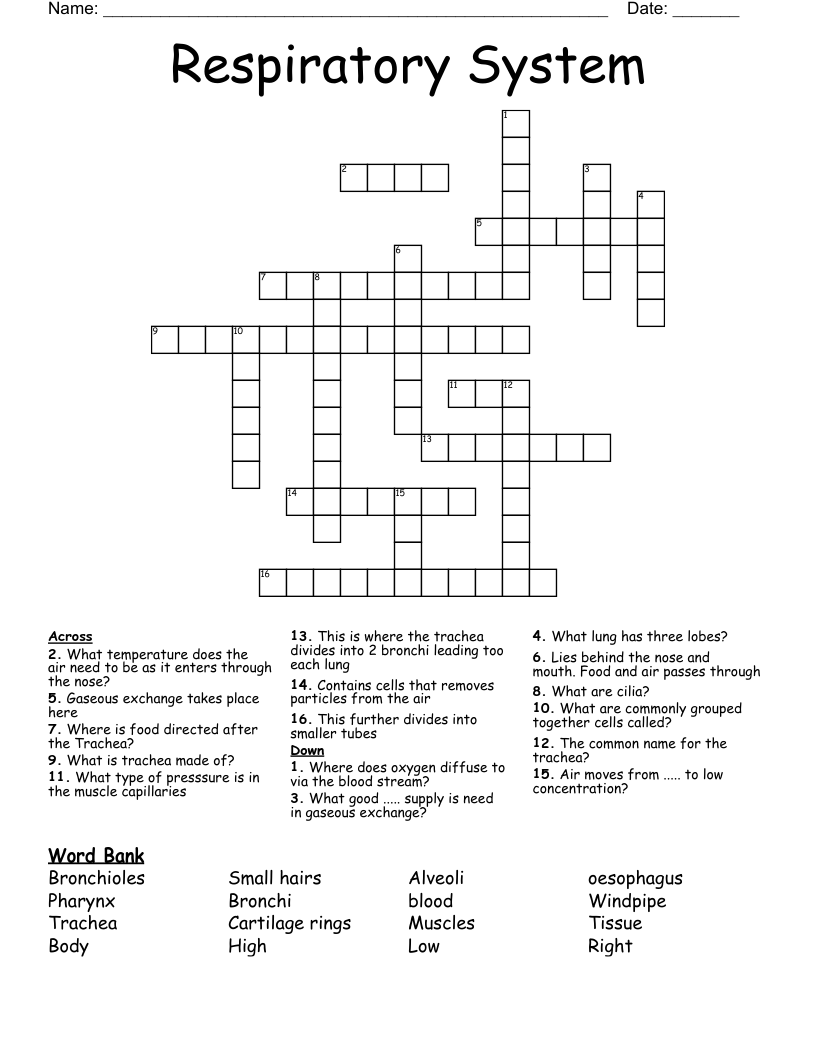 Respiratory System Crossword