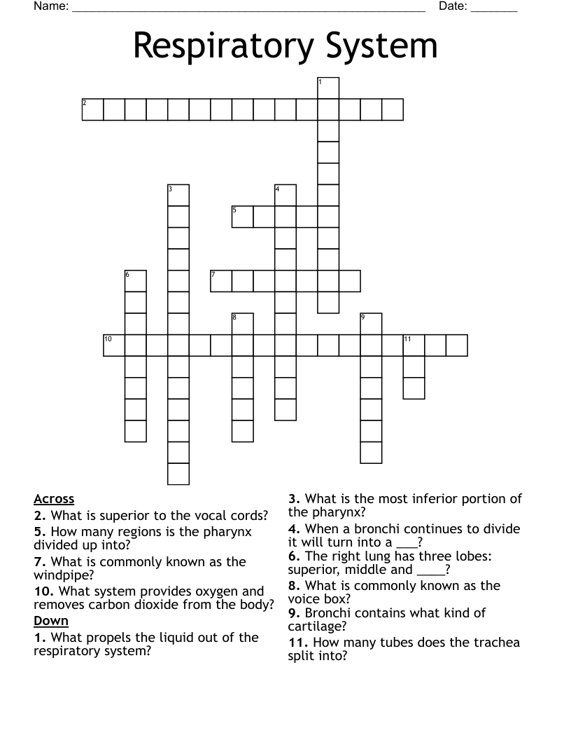 Respiratory System Crossword
