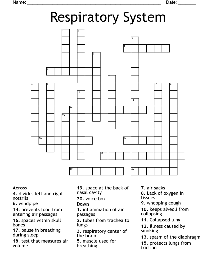 Respiratory System Crossword