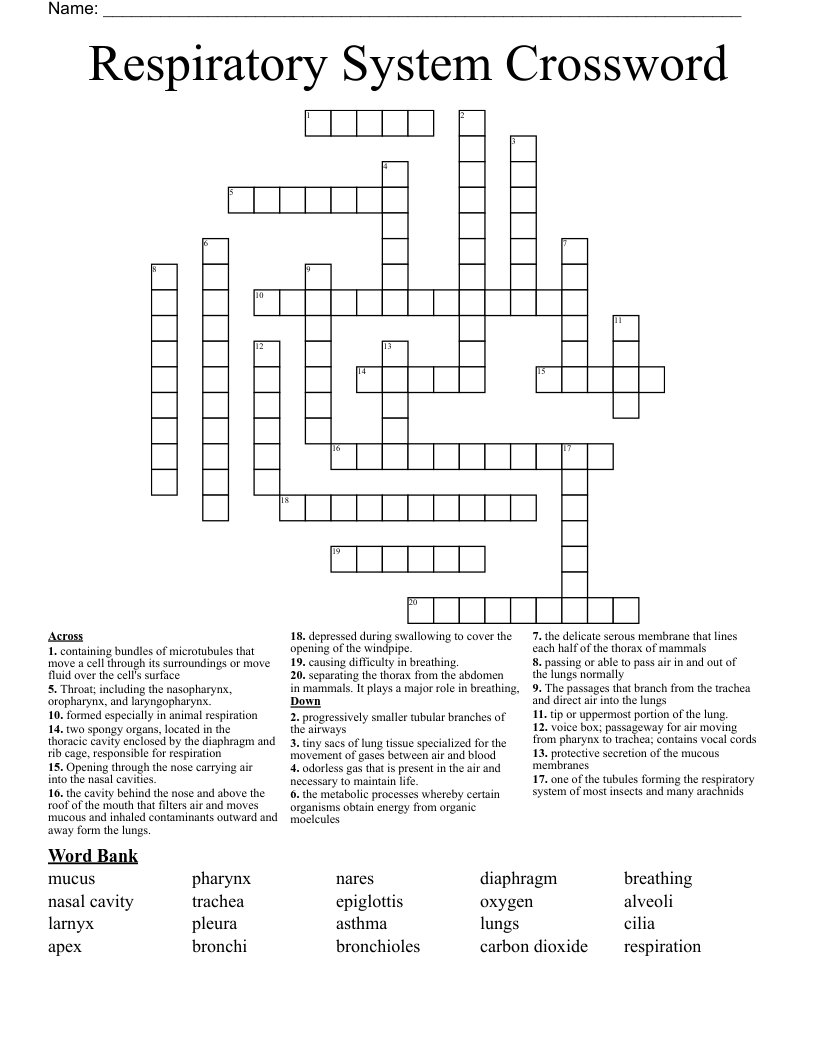 Respiratory System Crossword