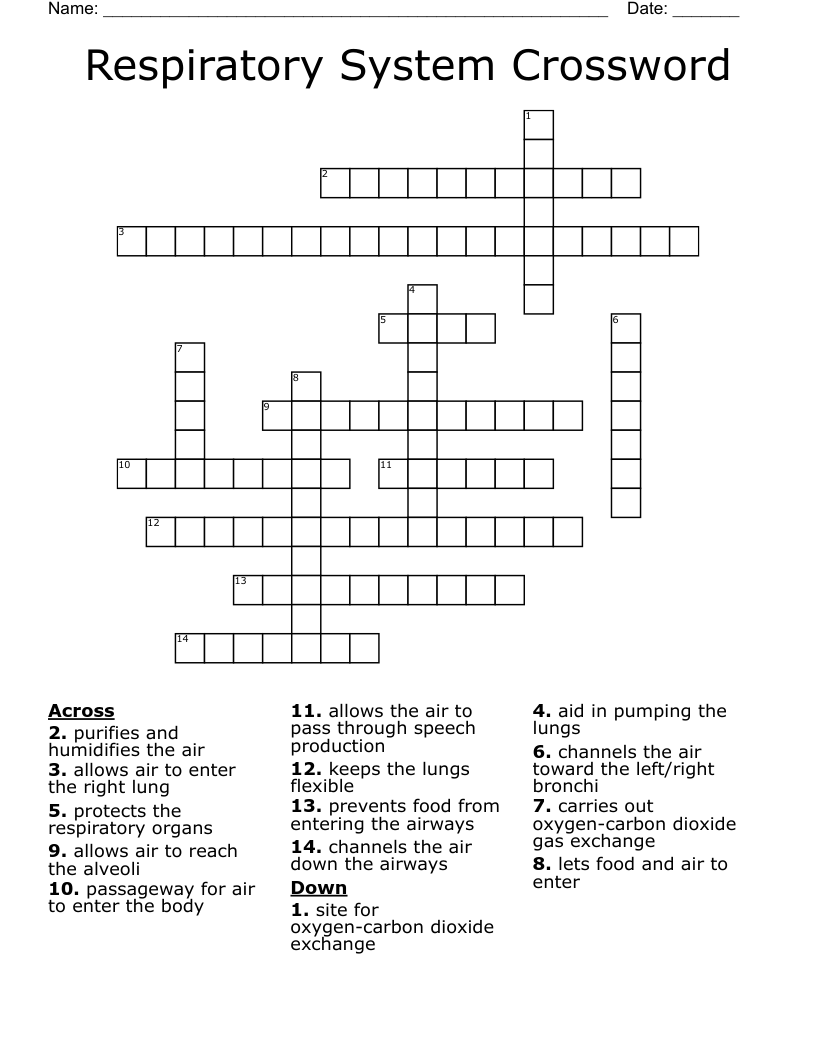 Respiratory System Crossword