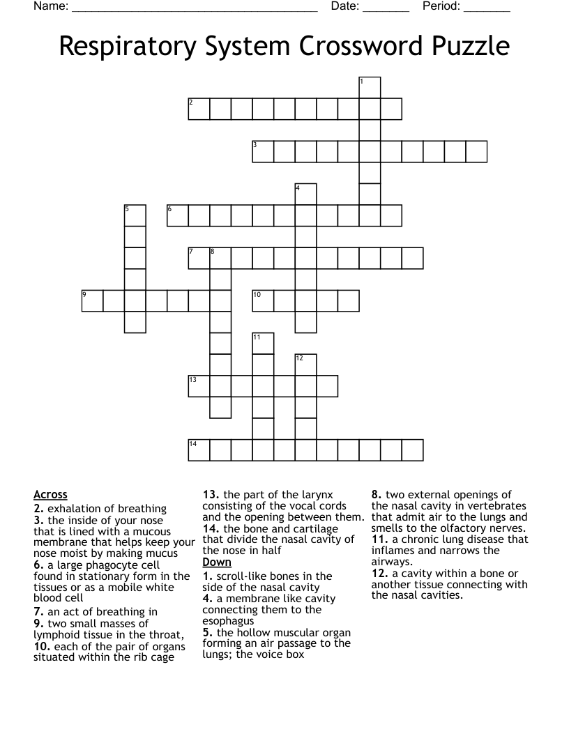 Respiratory System Crossword Puzzle