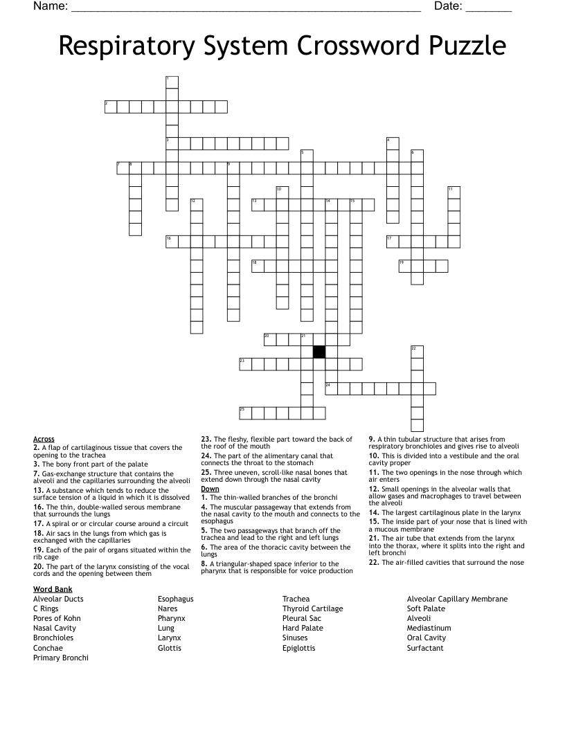 Respiratory System Crossword Puzzle
