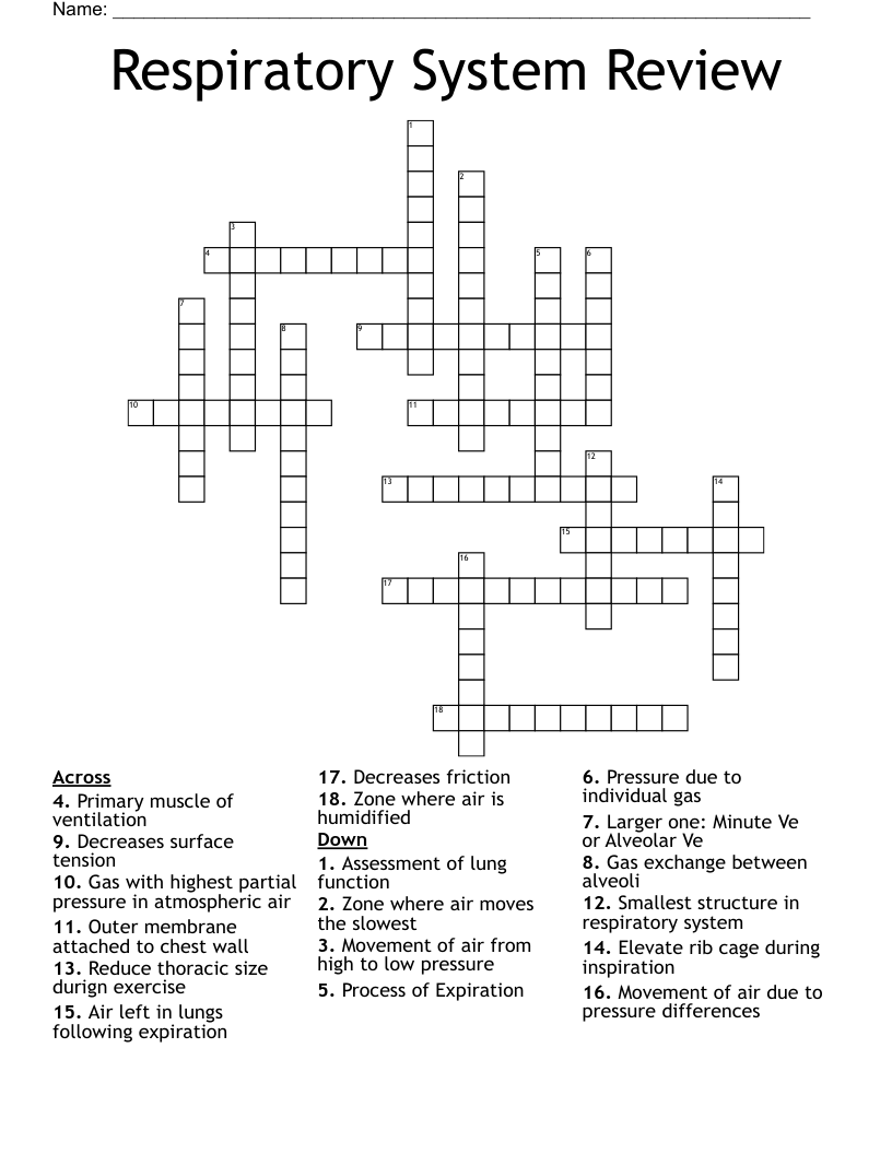 Respiratory System Review Crossword