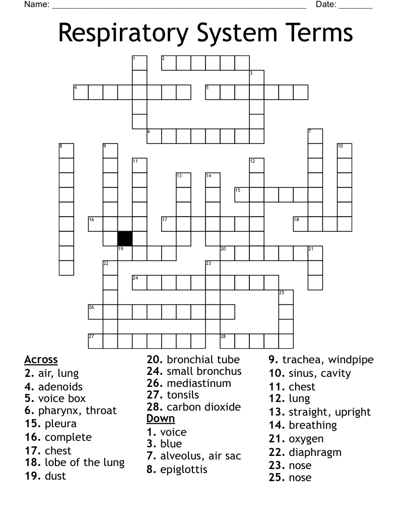 Respiratory System Terms Crossword