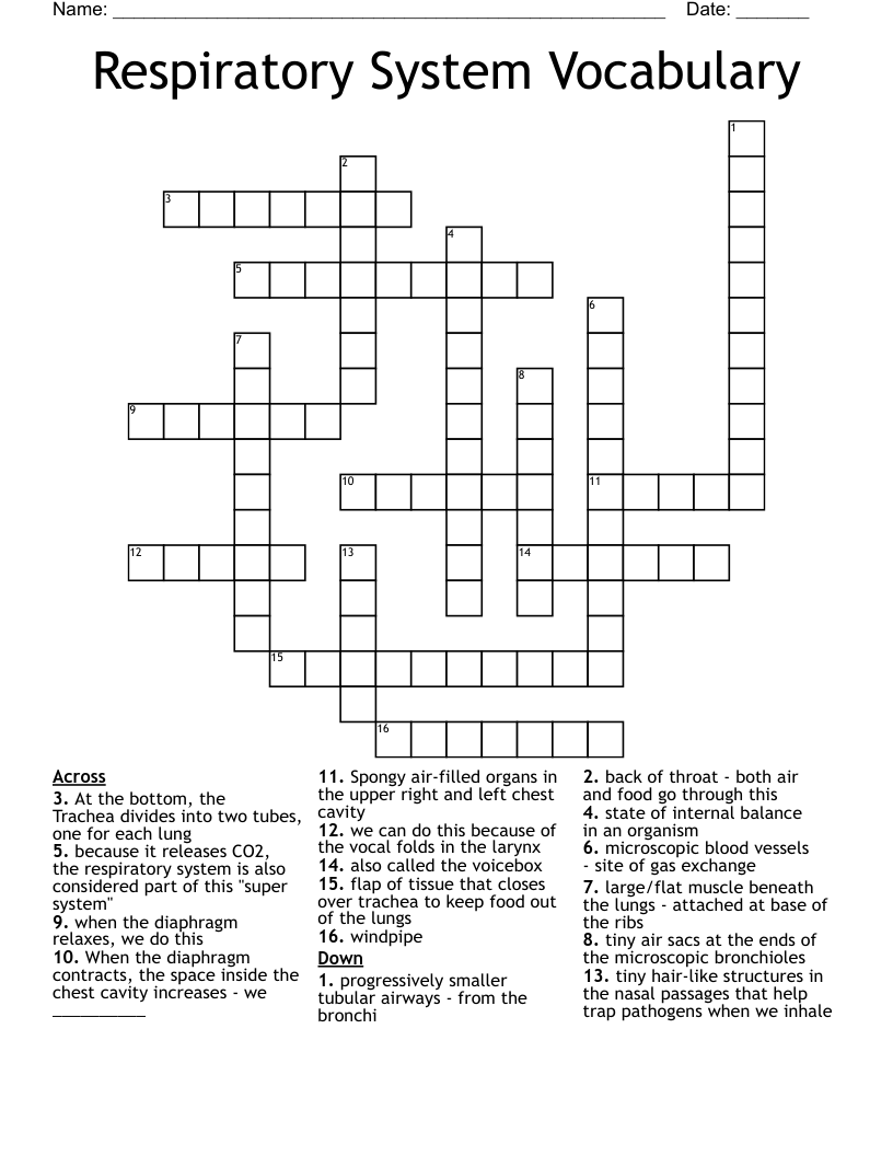 Respiratory System Vocabulary Crossword
