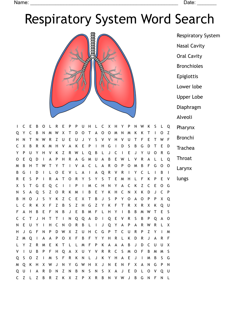 Respiratory System Word Search