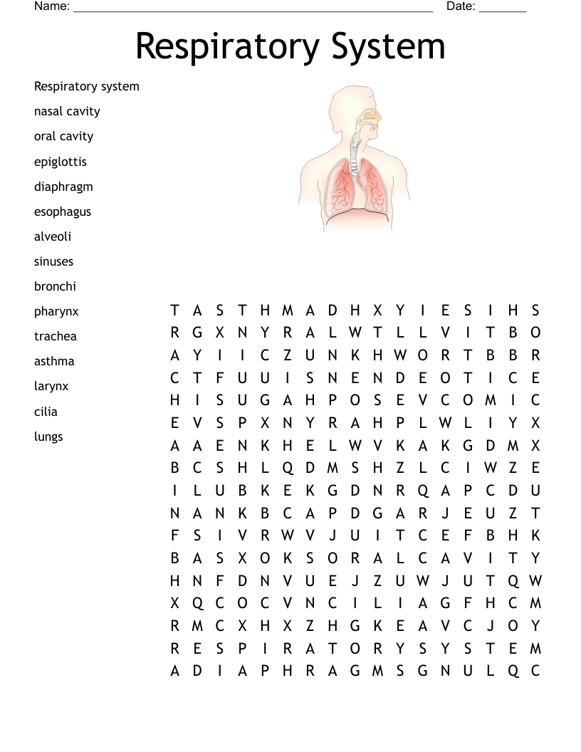 Respiratory System  Word Search