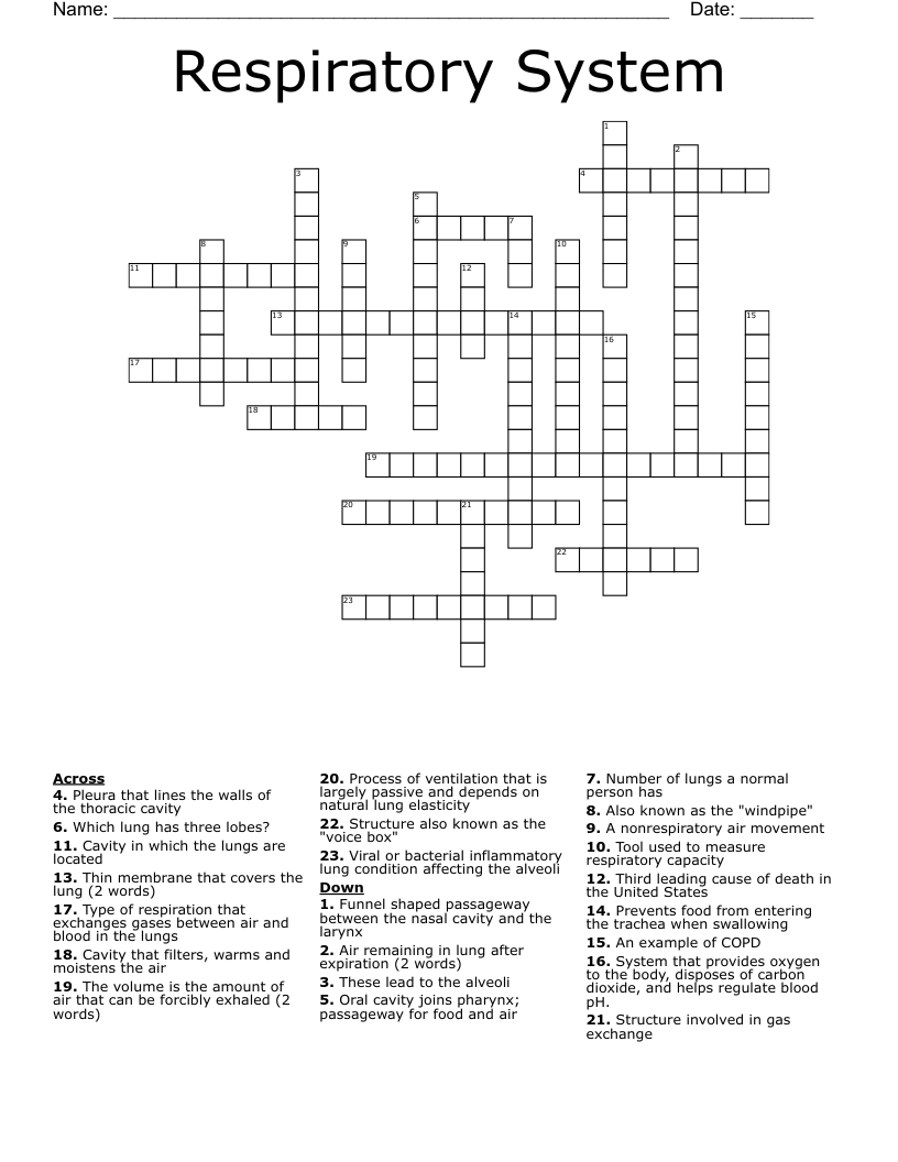 Respiratory System  Crossword
