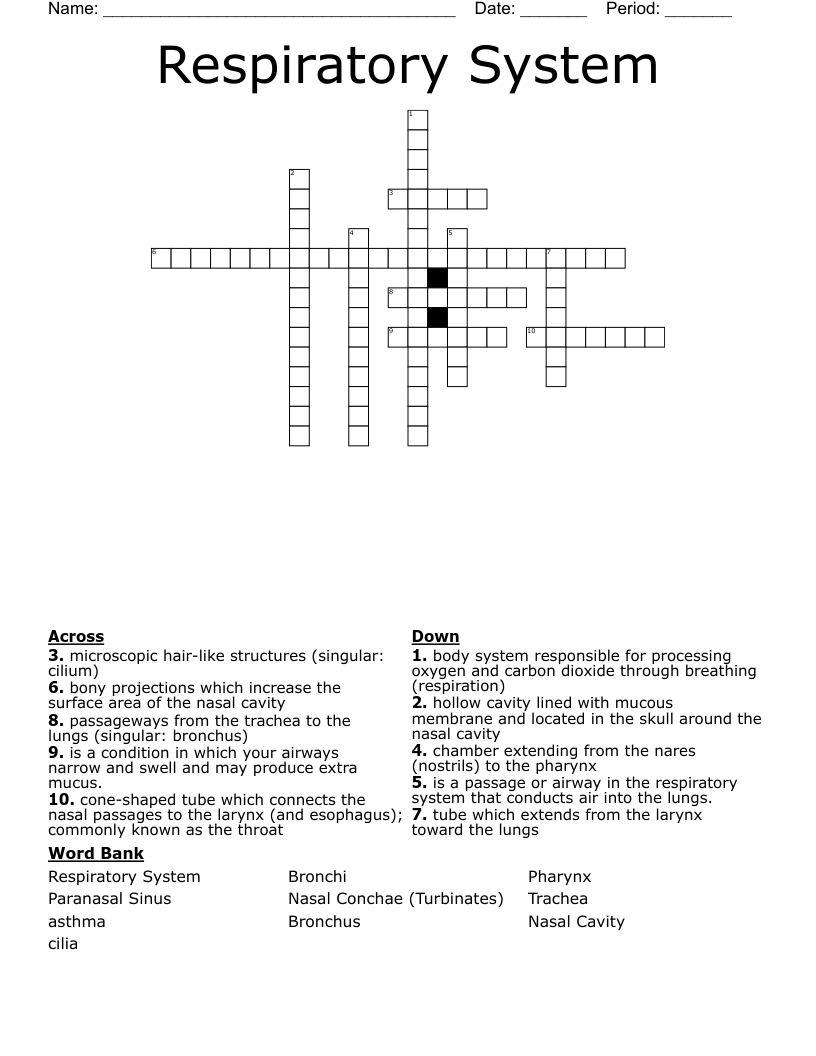 Respiratory System  Crossword