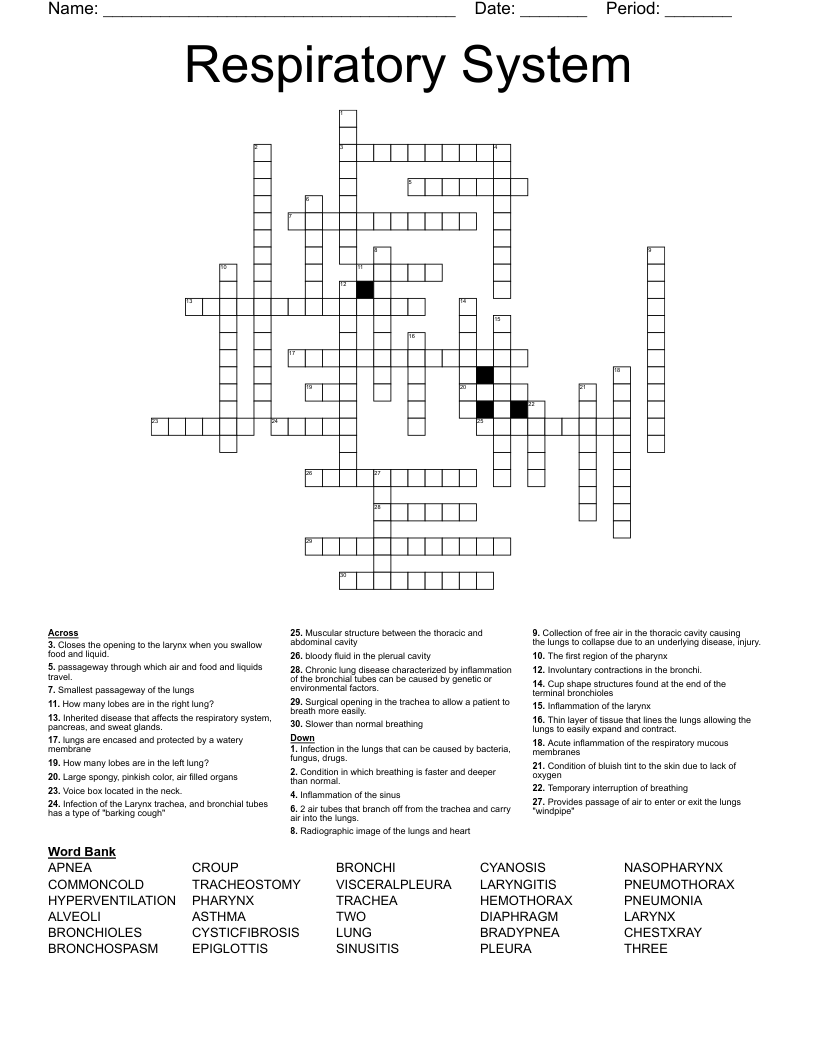 Respiratory System  Crossword