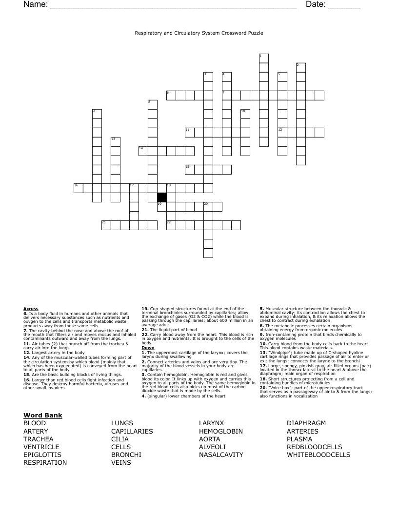 Respiratory and Circulatory System Crossword Puzzle                                                                                                                